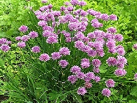 Allium schoenoprasum